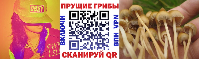 Купить  Конаково  Галлюциногенные грибы мухоморы 